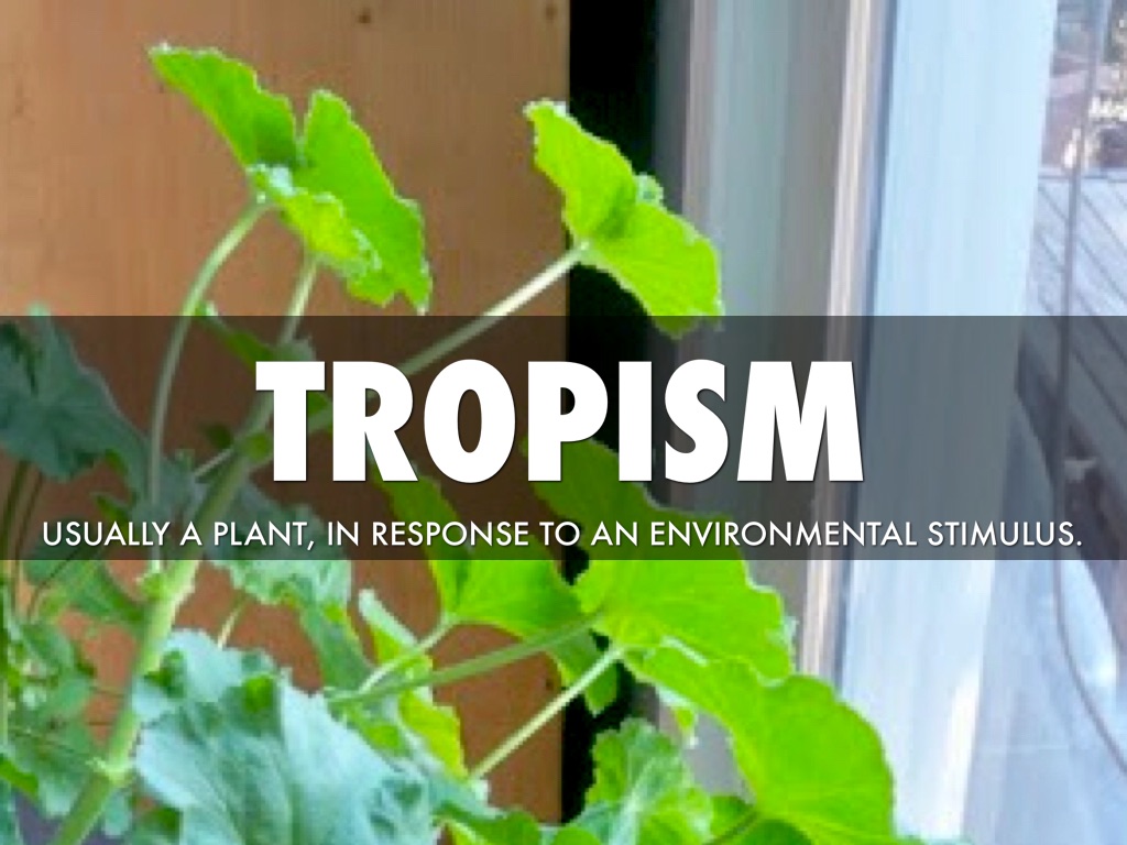 Tropism by Elayna Flowers